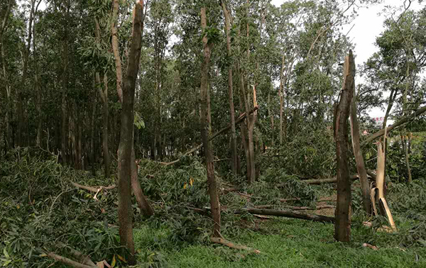 Typhoon Sarika brings heavy toll in Hainan