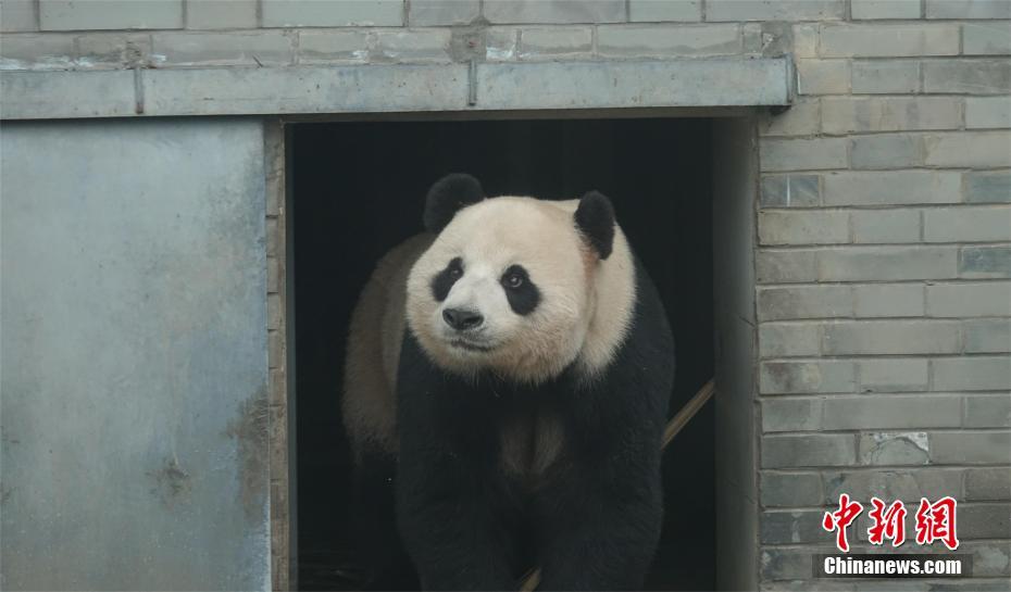 Giant pandas arrive at new residence in Shennongjia Nature Reserve