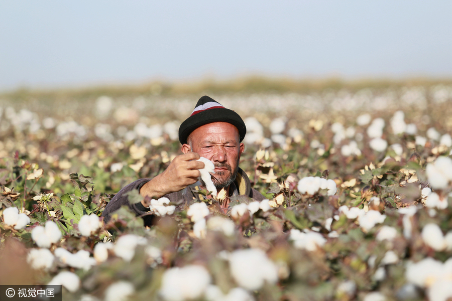 400,000 migrant workers flock to Xinjiang to harvest cotton