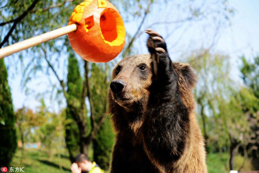 Ten photos from around China: Oct 28- Nov 3