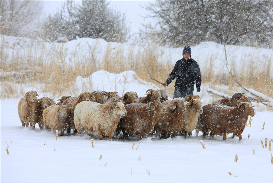 Snow storm hits Xinjiang