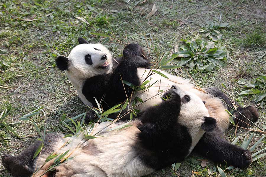 Panda pair born in US adapt to new home in Sichuan