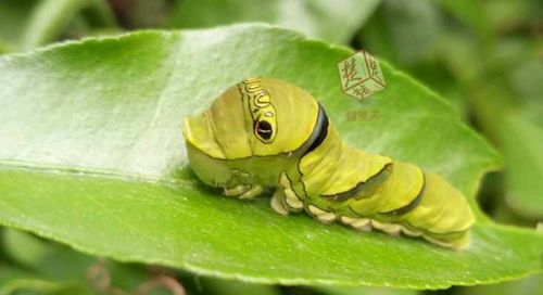 Bug lover turns dorm into insectarium