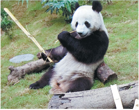 Anything but the bear necessities for Hong Kong's pandas