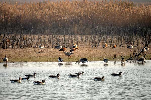 China to appoint river chiefs to protect its waters