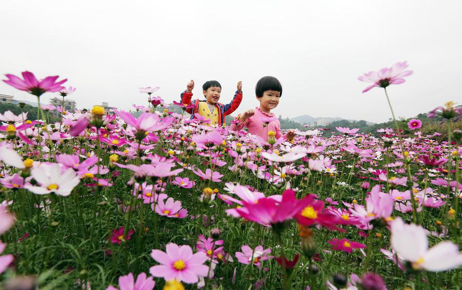 Flower field in SE China's Fujian