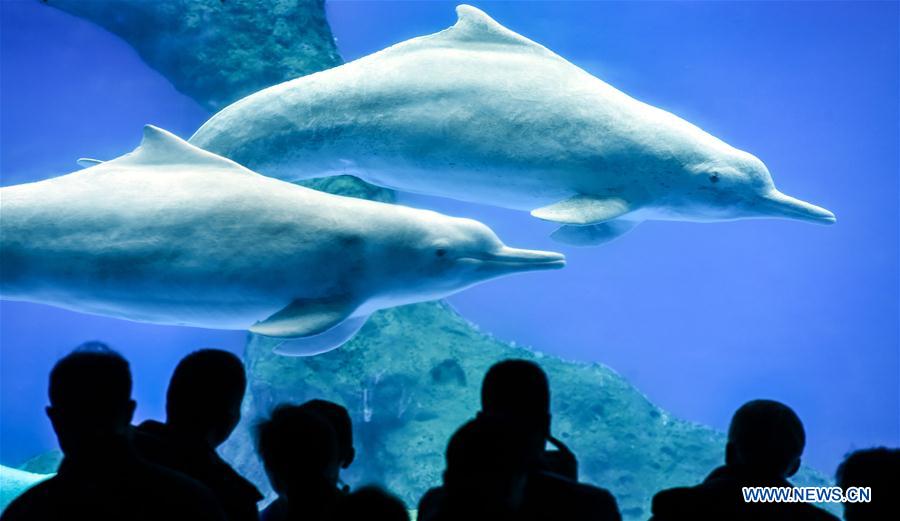 Chinese white dolphin guarded under first-class state protection