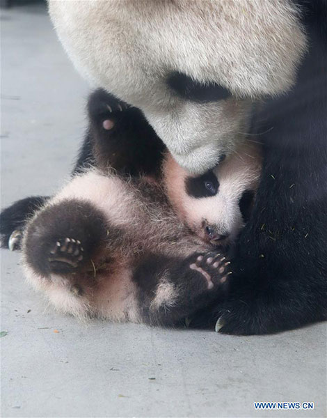 Netizens slam Shanghai zoo after panda deaths