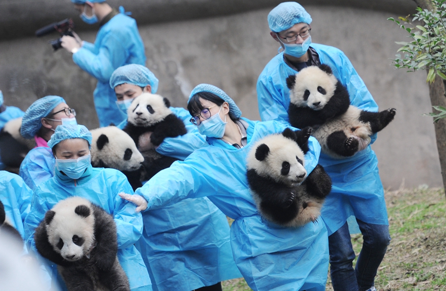 23 giant panda cubs send Lunar New Year wishes in SW China