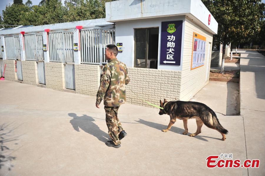 Police dog, who served in 100 missions, in old age