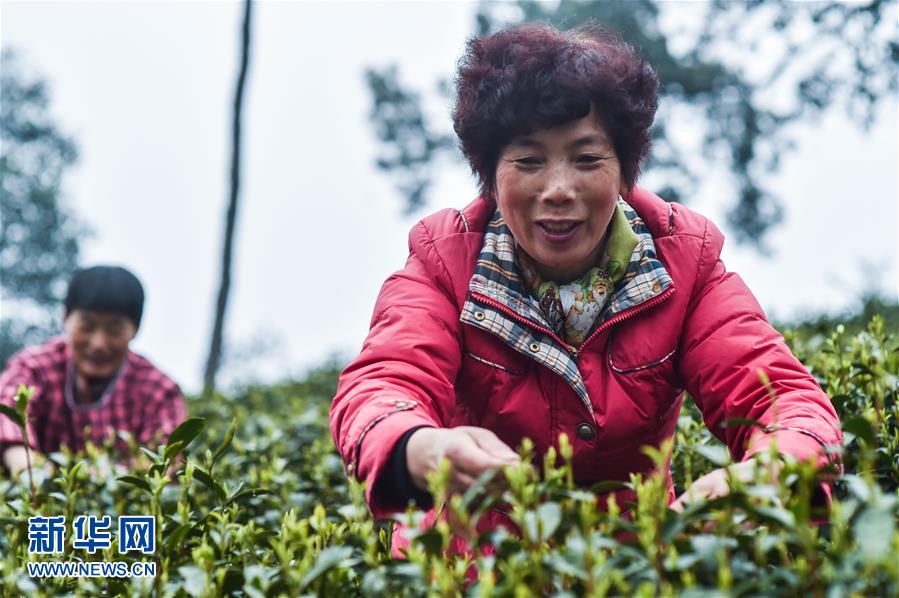 From plucking to brewing, journey of tea leaves