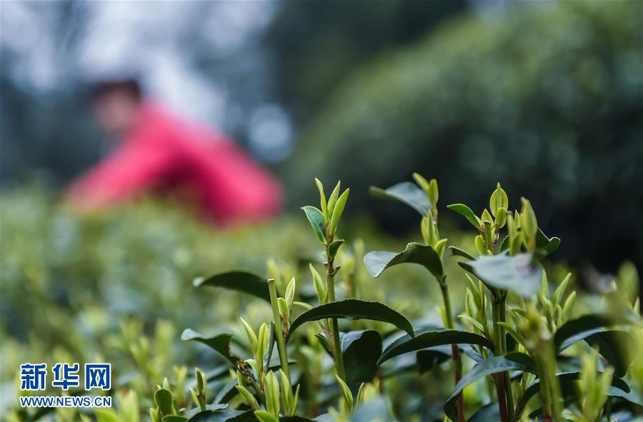 From plucking to brewing, journey of tea leaves