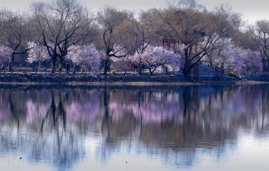 Beijing in bloom: A sea of flowers in spring