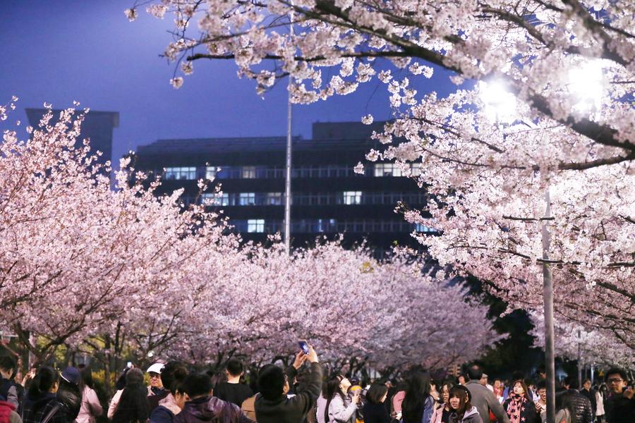 Cherry blossoms turn Tongji University must-see site