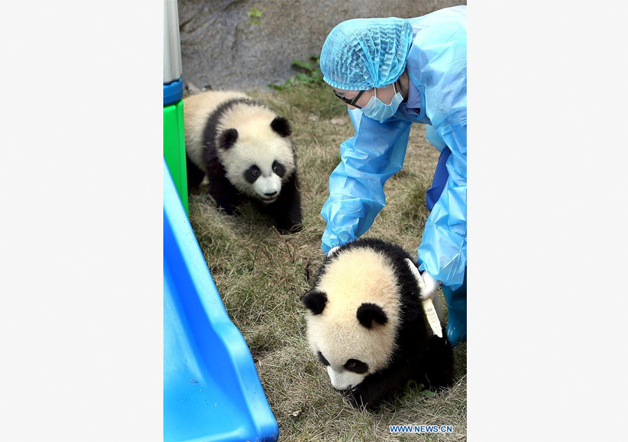 Pigeon pair giant panda cubs named 'Ban Ban', 'Yue Yue'