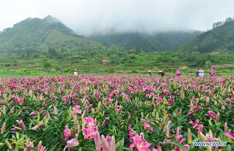 Tourists visit lily garden in SW China's Guizhou