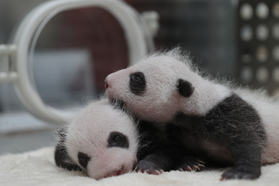 Captive panda twins meet visitors