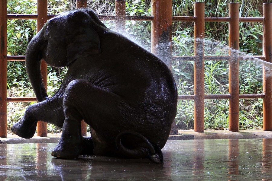 Baby Asian elephant train for release into the wild