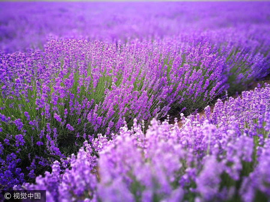 Aerial photos capture beauty of lavenders in Xinjiang