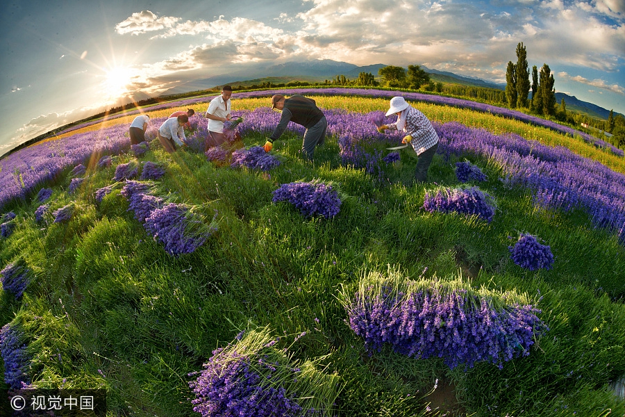 Aerial photos capture beauty of lavenders in Xinjiang