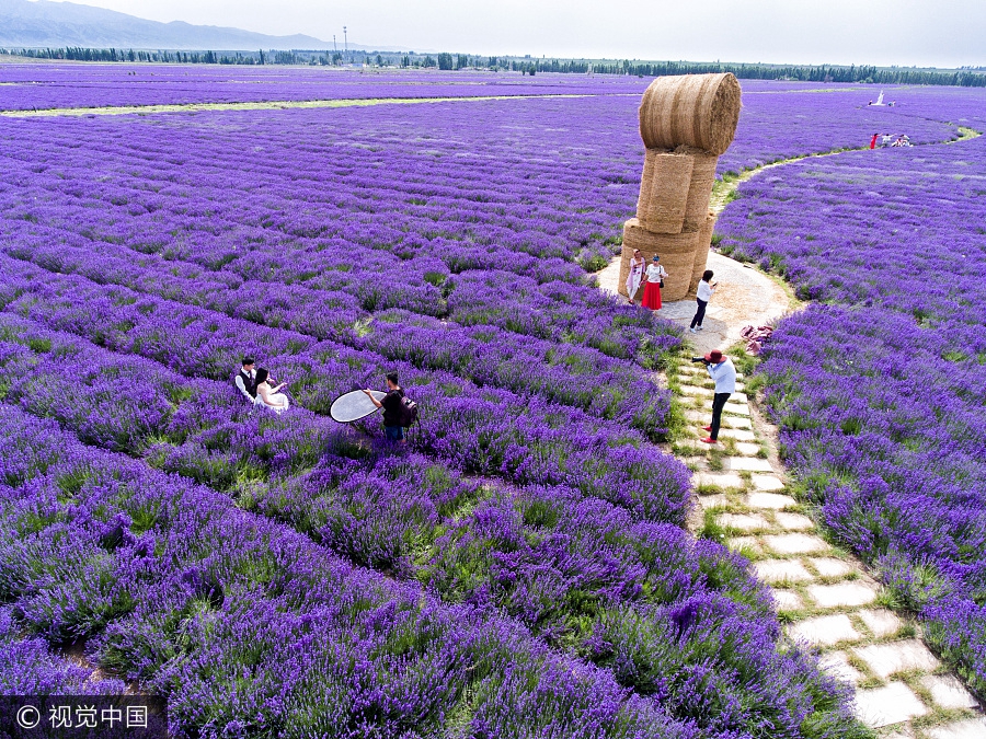 Aerial photos capture beauty of lavenders in Xinjiang