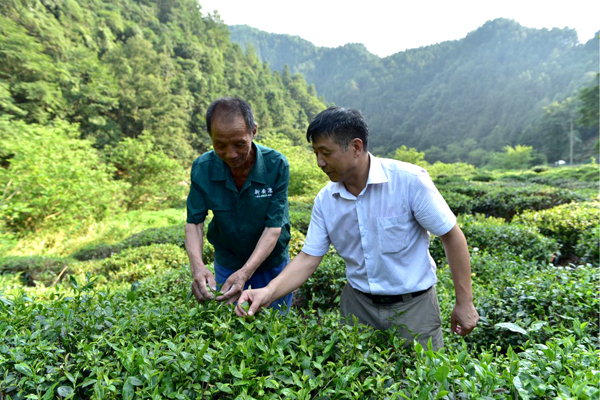 Organic tea planters sow seeds of a more sustainable future