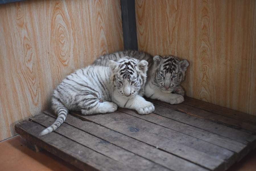 Three white tiger cubs steal the show in Harbin