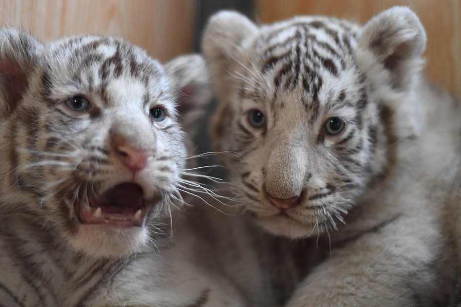 Three white tiger cubs steal the show in Harbin