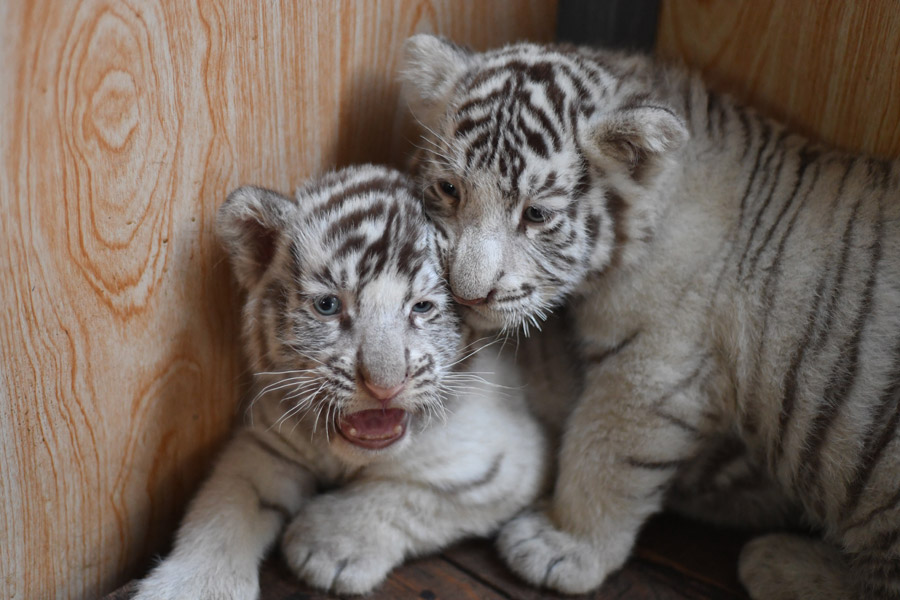 Three white tiger cubs steal the show in Harbin