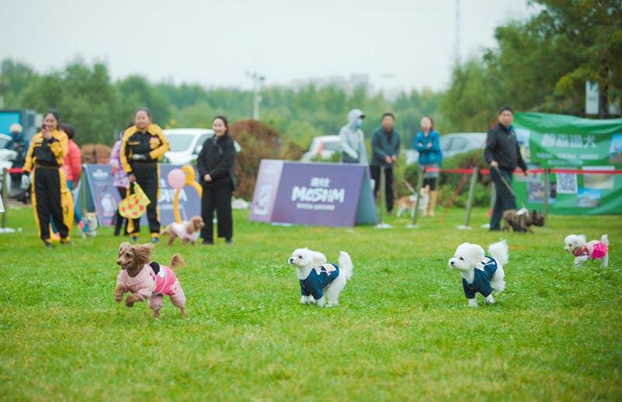 Dogs compete for tasty bite in Shenyang