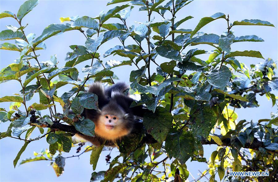 Black snub-nosed monkeys observed in S China's national park