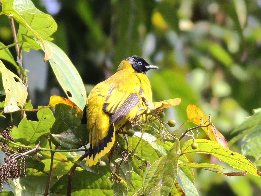 Four new bird species found at 6th XTBG Birding Festival