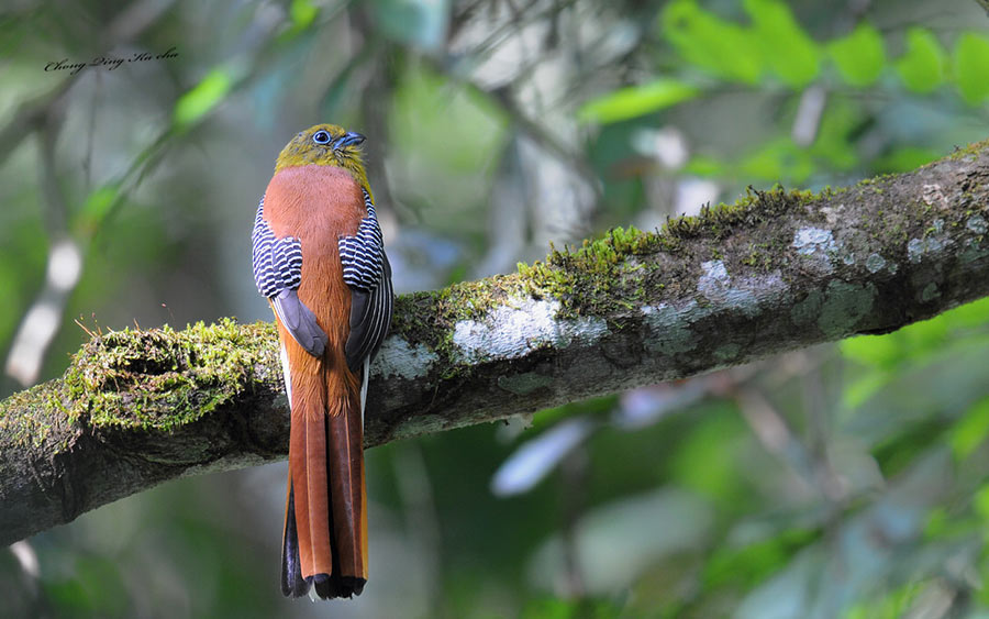 Four new bird species found at 6th XTBG Birding Festival