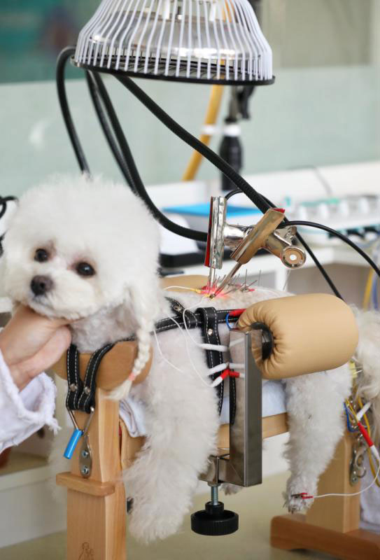 Pet hospital uses acupuncture to help animals