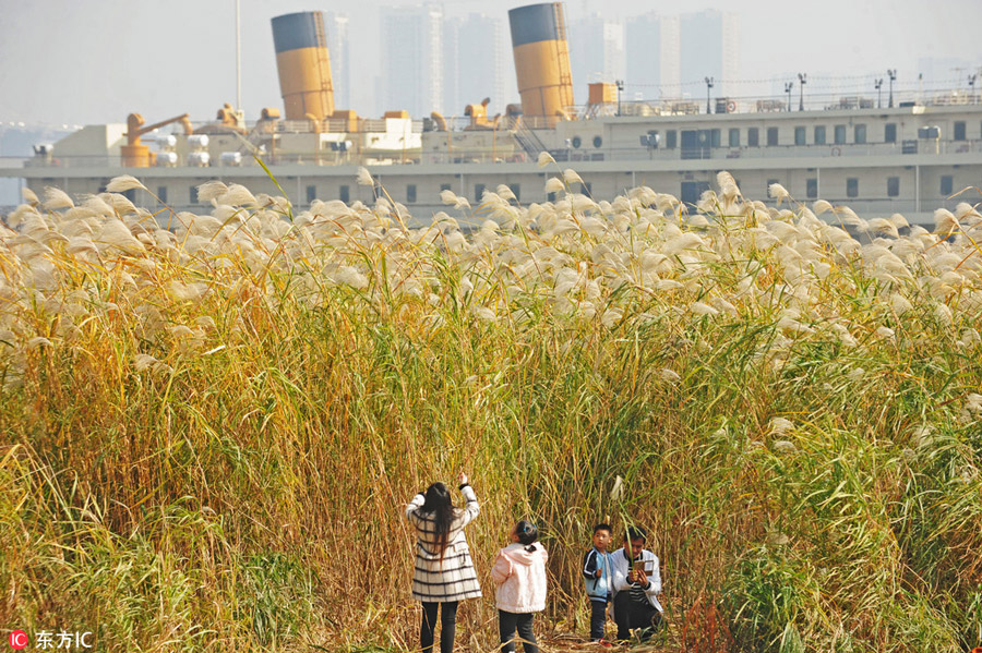 Reed Catkin Festival held in Wuhan