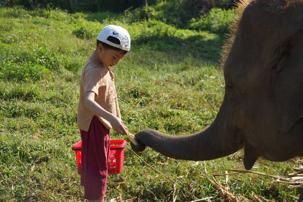 Rapport : plus de touristes préfèrent des voyages respectueux d'animaux