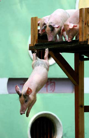 Diving piglets