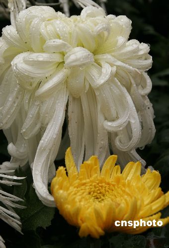 Blooming chrysanthemum