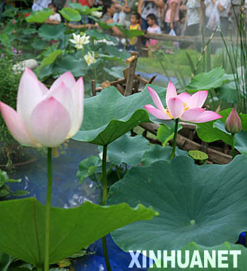 Lotus flower show opens in Central China