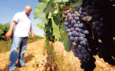 Mostly Muslim Mideast sets sights on wine