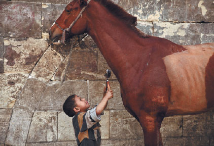 Donkey barber passes skills to son, one shear at a time