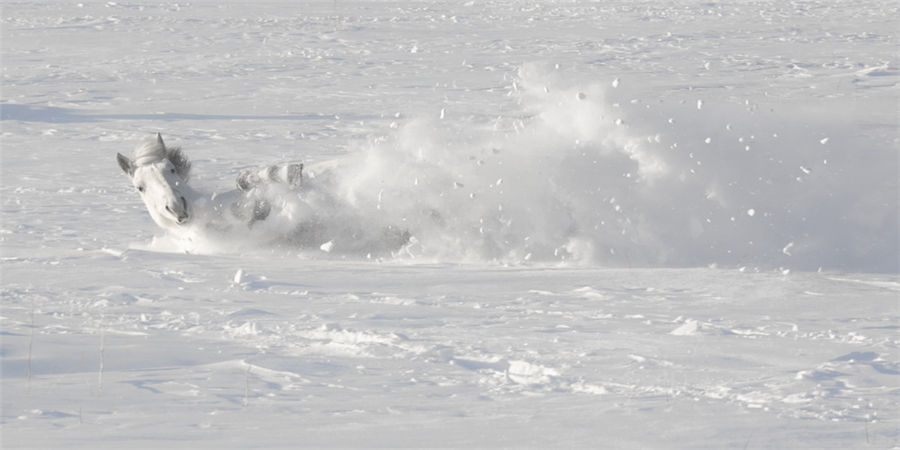 Galloping in the snow