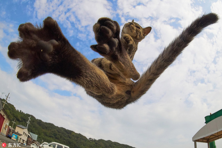 Cute cats pose like Chinese kung fu fighters