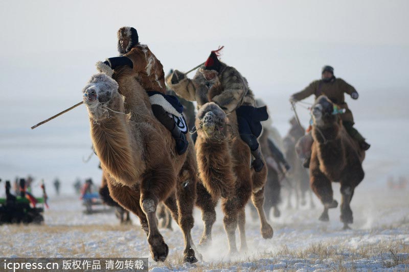 Winter Naadam festival displays horse culture