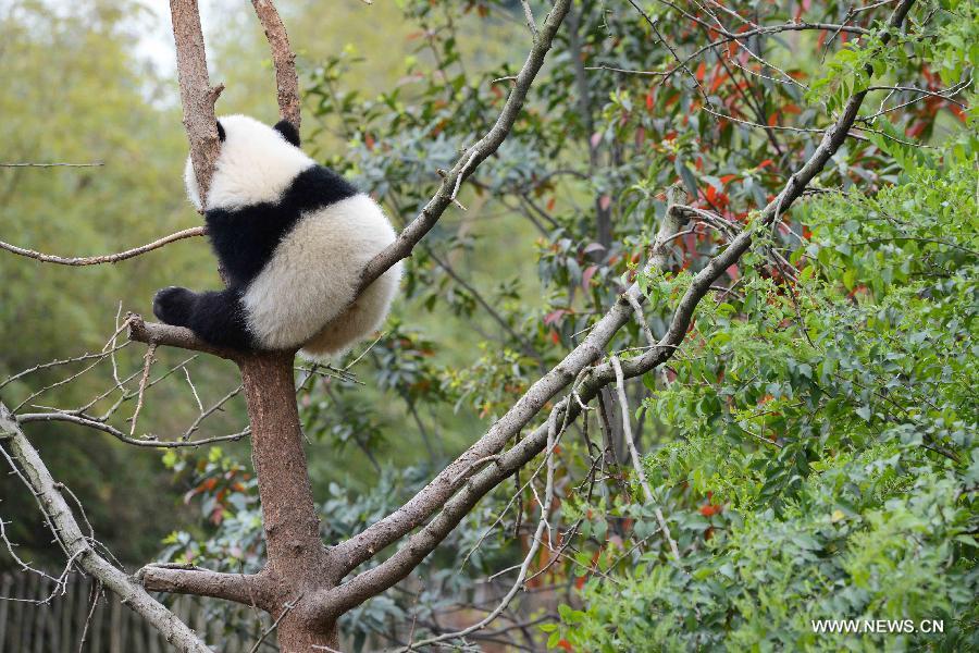 Panda cubs at Chengdu Research Base in SW China