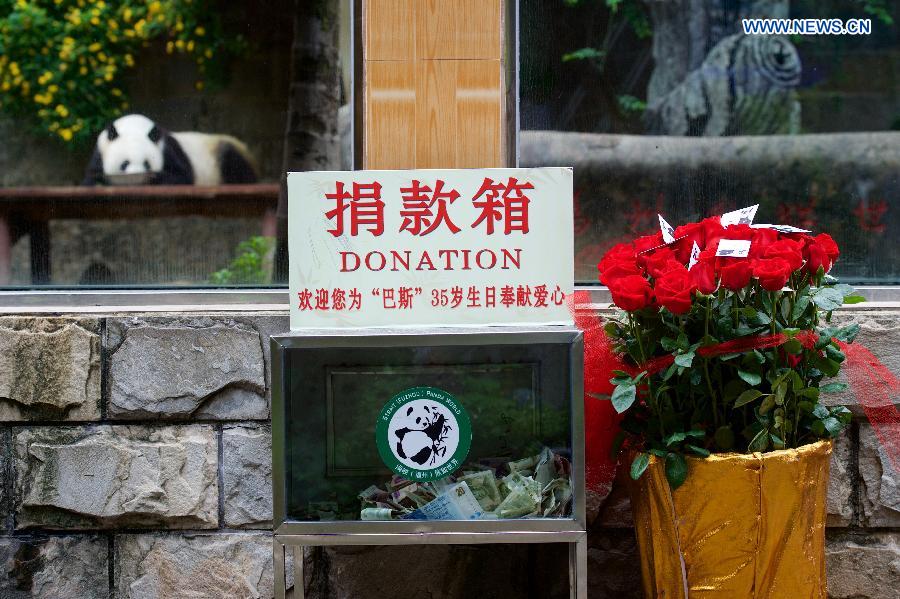 Oldest living giant panda in Chinese mainland