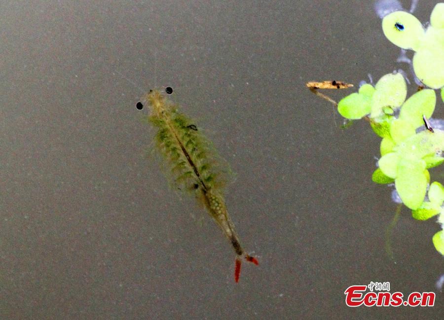 Researchers find shrimps from the age of dinosaurs in SW China