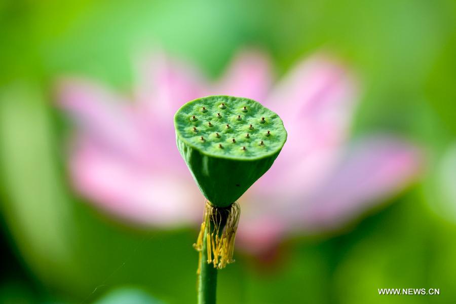 Breathtaking lotus in southwest China