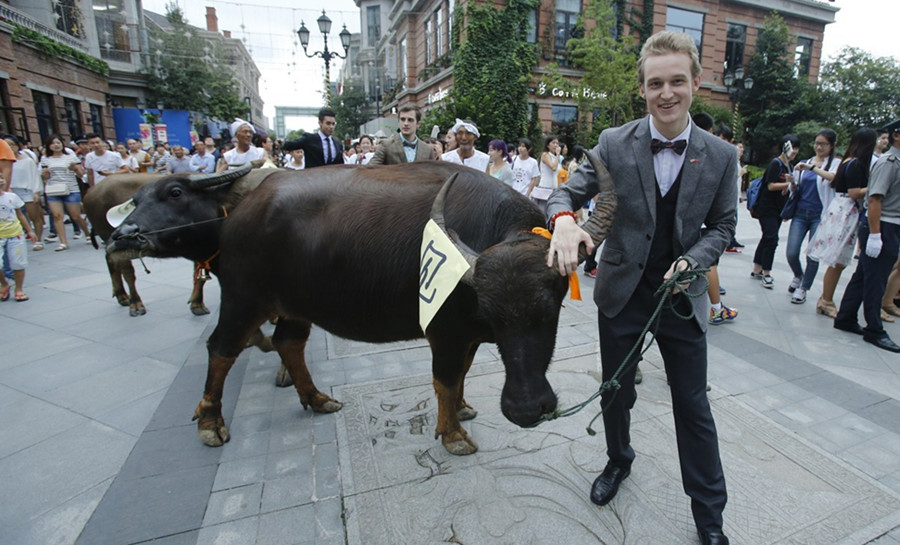 10 foreigners celebrate Chinese Valentine's Day with oxen in Wuhan