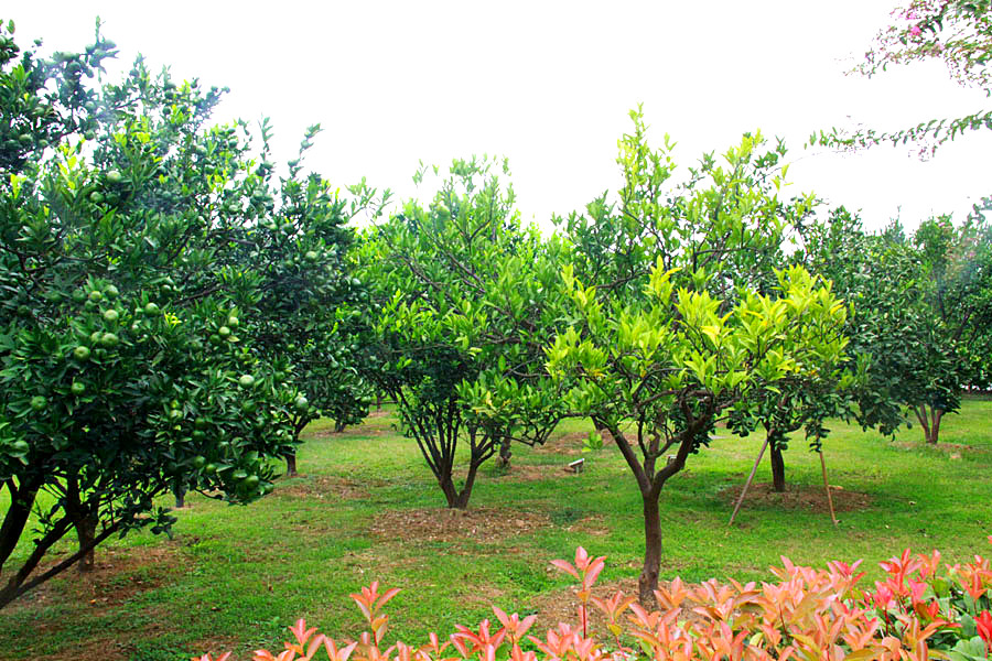 A glimpse of Orange Isle in Changsha